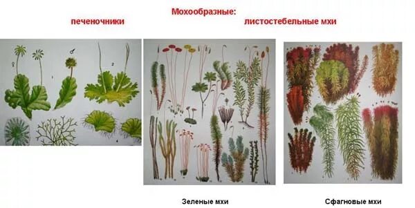 3 примера растений мхи. Мхи названия. Мох средней полосы. Представители мхов. Листостебельные мхи.