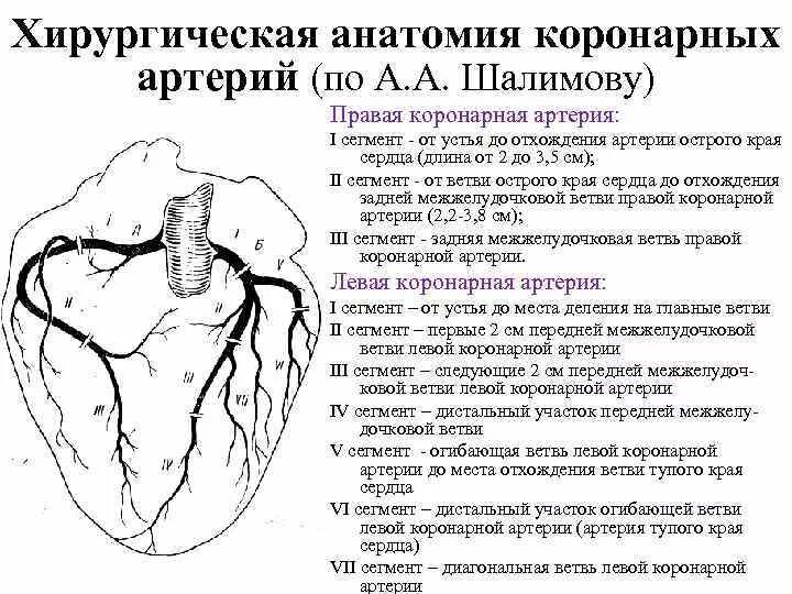 Правая коронарная артерия проксимальный сегмент. Правая коронарная артерия анатомия. Коронарные артерии анатомия схема. Топография коронарных артерий топографическая анатомия.