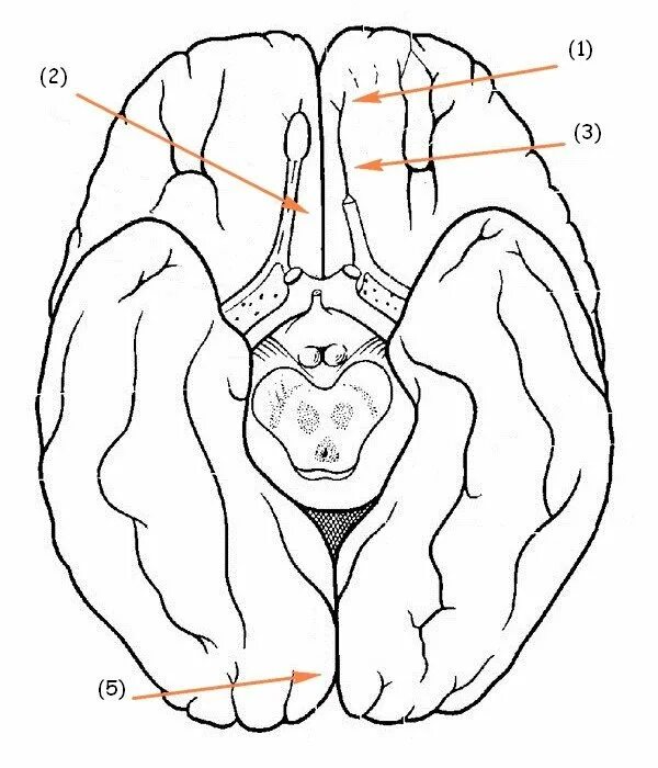 Нижняя поверхность мозга. Нижняя поверхность головного мозга извилины. Борозды и извилины головного мозга нижняя поверхность. Борозды и извилины базальной поверхности полушария большого мозга. Борозды ВЕРХНЕЛАТЕРАЛЬНОЙ поверхности головного мозга.