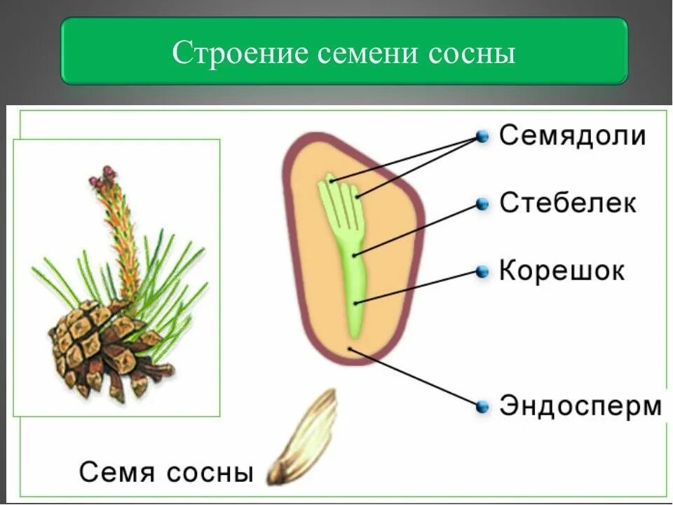 Строение голосеменных и покрытосеменных. Строение семени сосны. Строение семени сосны сибирской. Строение шишек голосеменных растений. Семя шишки сосны строение.