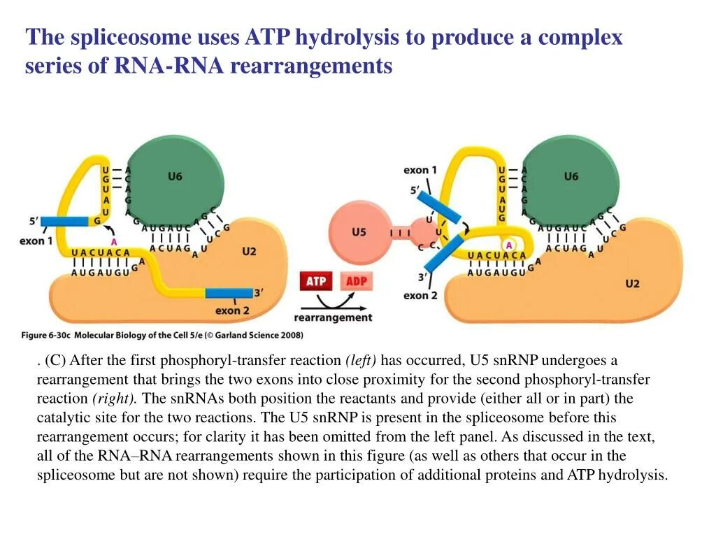 Сплайсосома состоит. Комплекс программно-технический "сура". Сплайсинг и u1 rnp. Спортивное питание natural nutrition. Хакнет игра.
