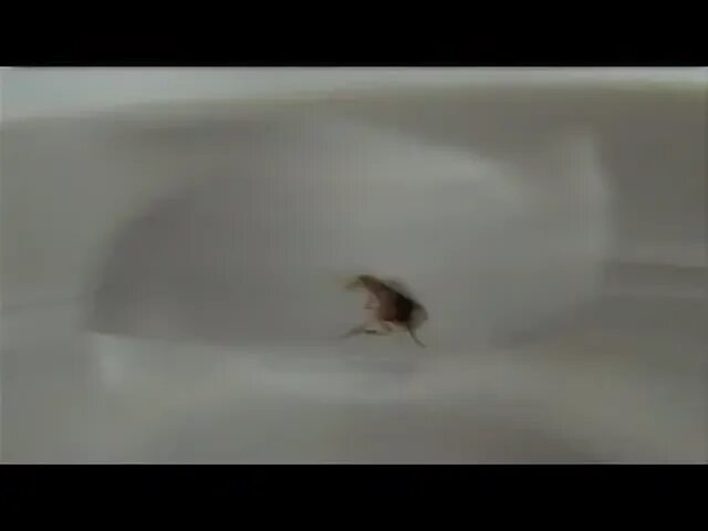 Блоха из левши. Танцующие блохи. Английская блоха подкованная. Спектакль левша калининград. Грифоны снятые на камеру.