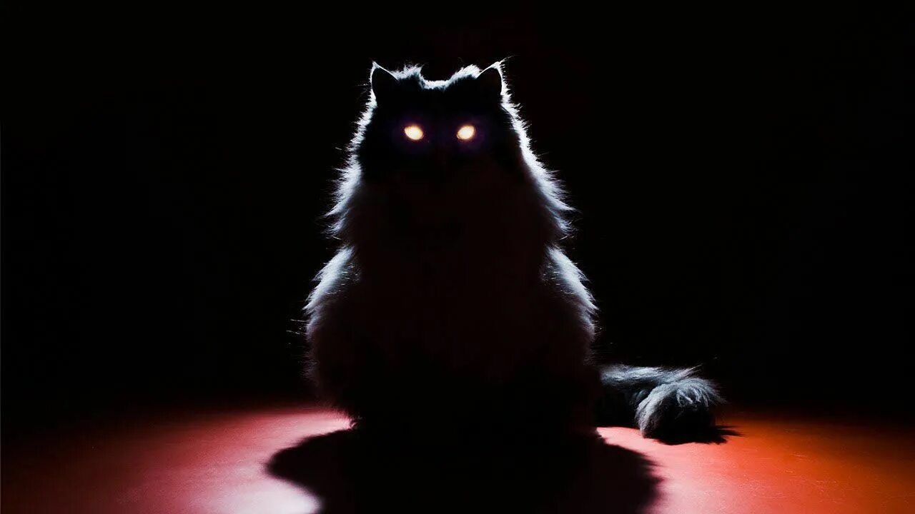 Patronus cat Harry potter patronus, Patronus, Harry potter quiz
