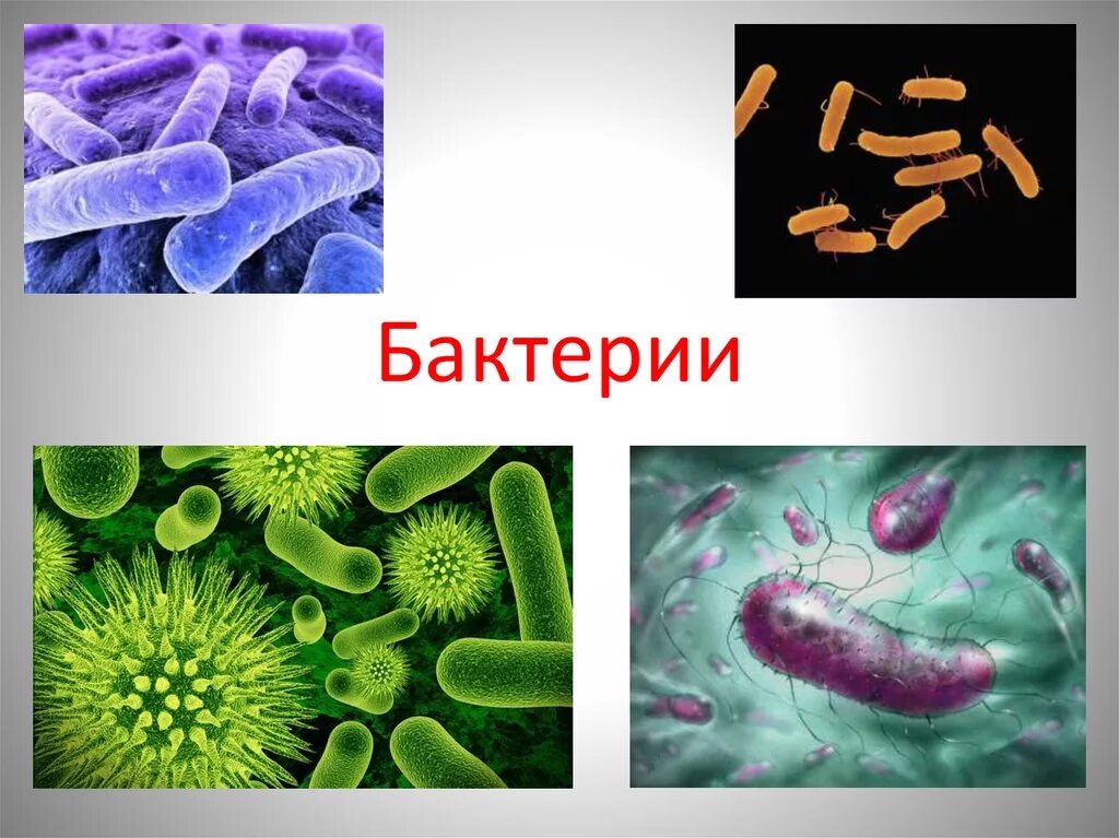 Вредоносные организмы. Бактерии презентация. Микроорганизмы биология. Изображение бактерии. Биология микробы.