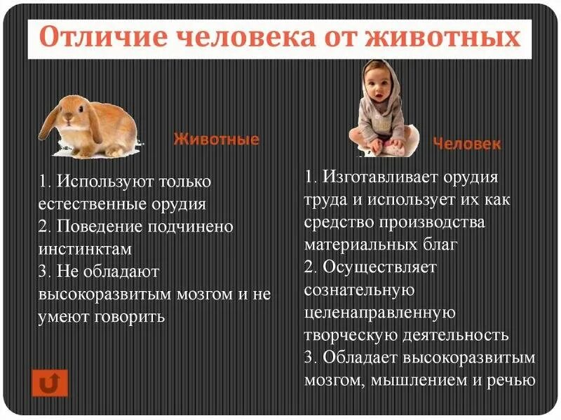 Человек в отличие от представителей животного. Чем человек отличается от животного 4 класс доклад. чем человек отличается от животного 4 класс окружающий мир. отличие человека от жифотн. отличипчеловекаот животного.