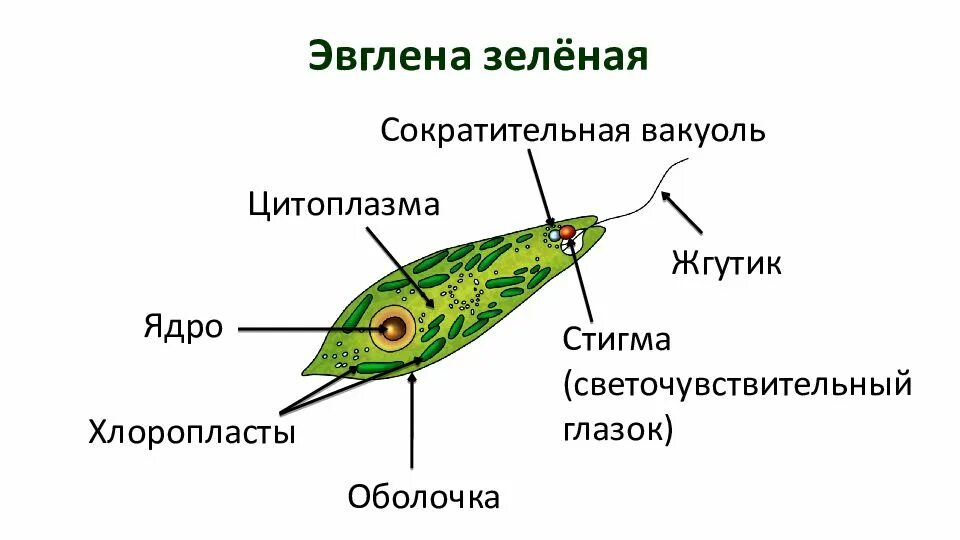 Два жгутика имеет