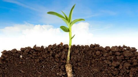 Planting the roots