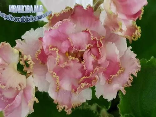 фиалка ле молочная карамель. фиалка ле розовое золото. фиалка ле розовый кварц. фиалка ле розовое золото. сорт фиалки ален-розовое золото.