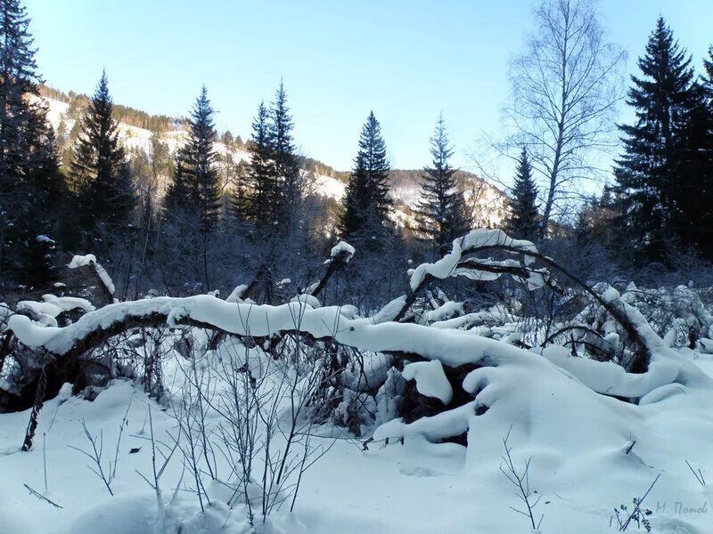 уссурийское зимовье тайга. закон зимы. зимняя река. закон зимы. коты на теплотрассе.