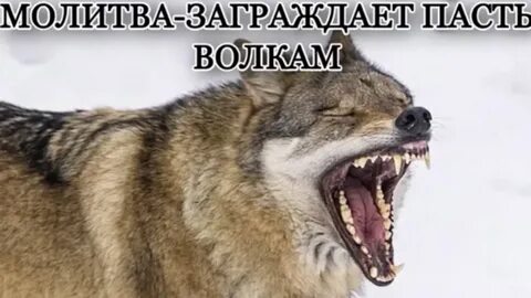 Пасть википедия