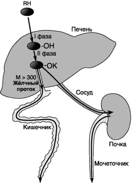 Фазы выведения ксенобиотиков из печени. Биотрансформация ксенобиотиков в печени фазы. Схема фаз детоксикации печени. Механизмы детоксикации ксенобиотиков в печени. В печени обезвреживаются вещества