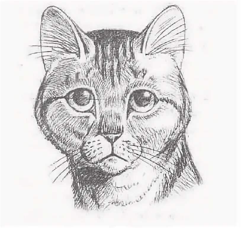Клиновидная голова у кошек. Форма головы кошки. Коты строение морды. Клинообразная форма головы у кошек. Лицо кота.