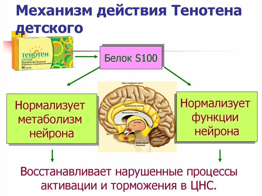 Механизм действия тенотена. Белок s100 тенотен. Тенотен механизм действия. Антитела к мозгоспецифическому белку s-100 механизм действия.