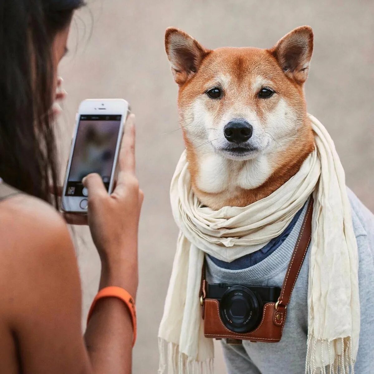 Собаки инстаграмма. Собака Инстаграм. Фотосессия с собакой. Крутая собака. Собака с инстаграма.
