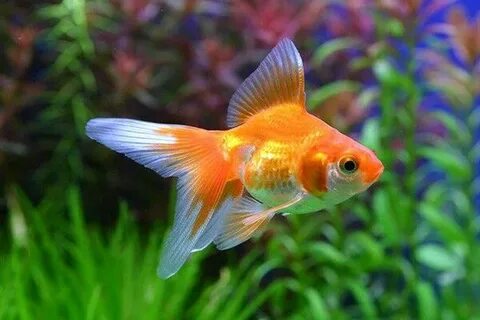 Порно с грудительных және пизда жетілген әйелдер және кончают в қара әйел