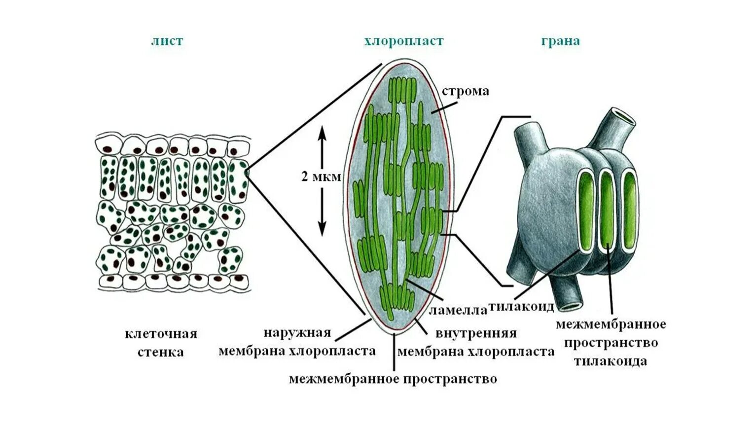 Мембрана хлоропласта строение. Схема строения хлоропласта и тилакоида. Строение тилакоиды хлоропластов. Схема строения хлоропласта и тилакоида 9 класс. Хлоропласт мембрана тилакоида.