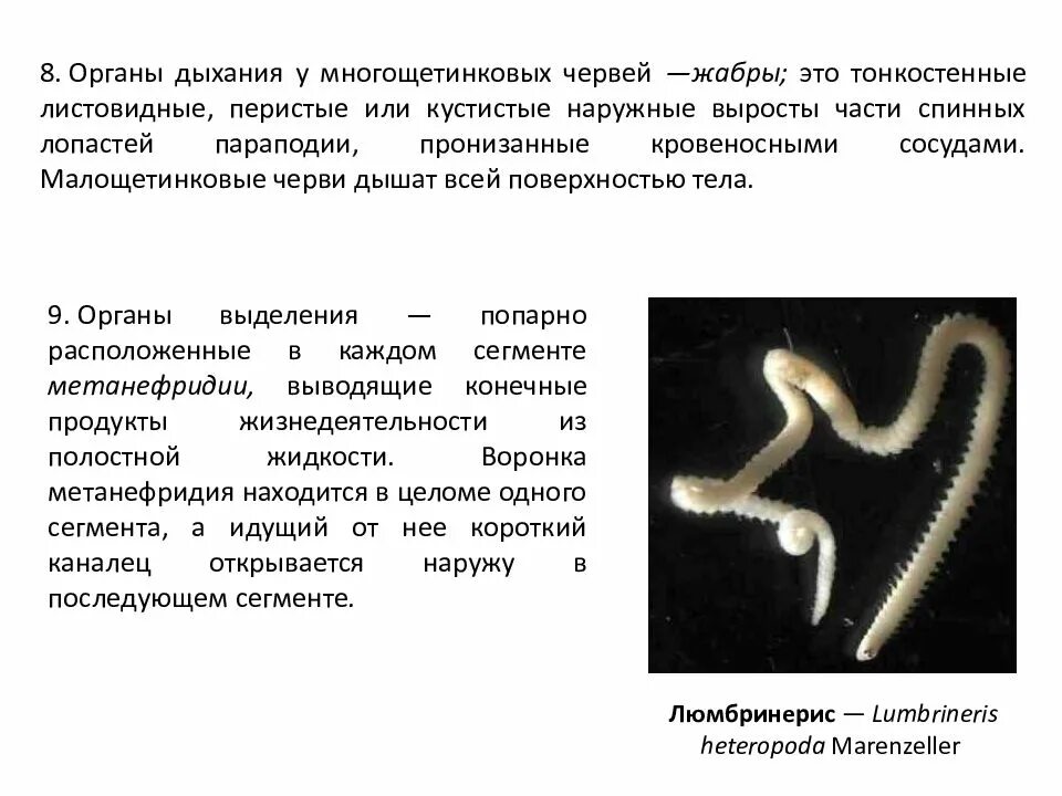 Дыхательная система многощетинковых червей. Многощетинковые черви дыхание. Многощетинковые черви органы дыхания. Беспозвоночные круглые черви