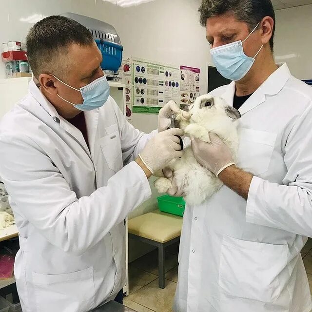 доктор вет анапа. плакат ветклиники. доктор вет шуя. доктор вет сарапул. доктор вет сарапул.