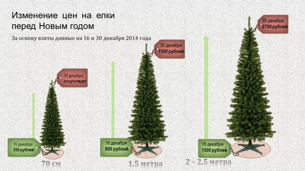 Как растет елка. Высота ели обыкновенной. На сколько вырастает ель за год. Средняя высота елки. На сколько за год растет елкам.