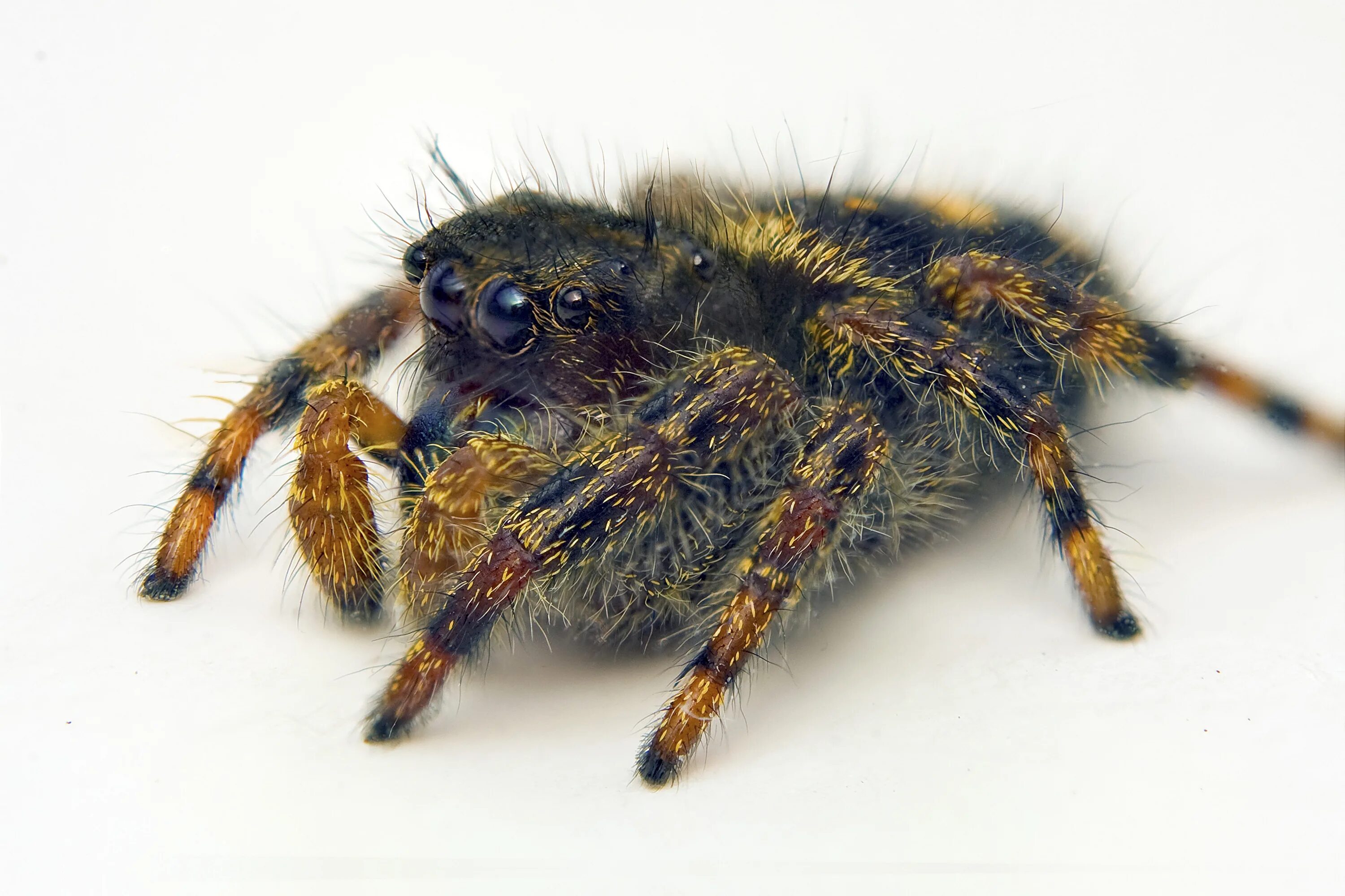 20Pcs Araignée Jouet Prop Spider Halloween Fête Parti Décoration Plaisanter 5cm 