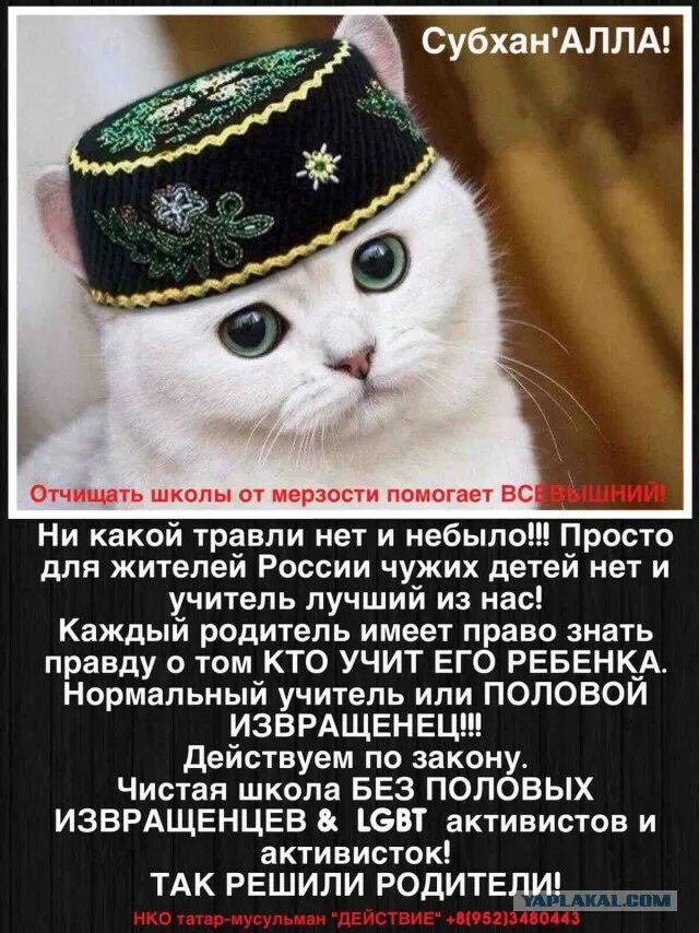 кот в тюбетейке. кот казах. казахский кот. кот и плов. кот в красной бандане.