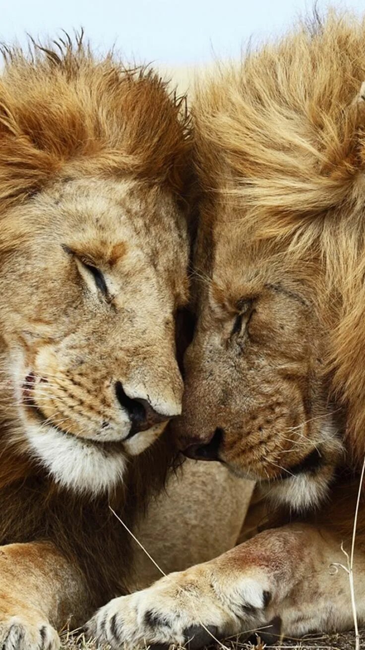 Pin av Jaime Stohen på Lion Lovin