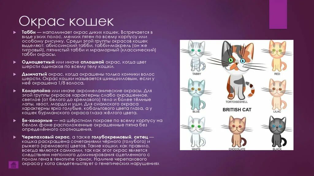 Значение кошачьих. Цвета кошек и их значение. обозначения цветов кошек. типы окрасок у кошек. обозначение окрасов кошек.