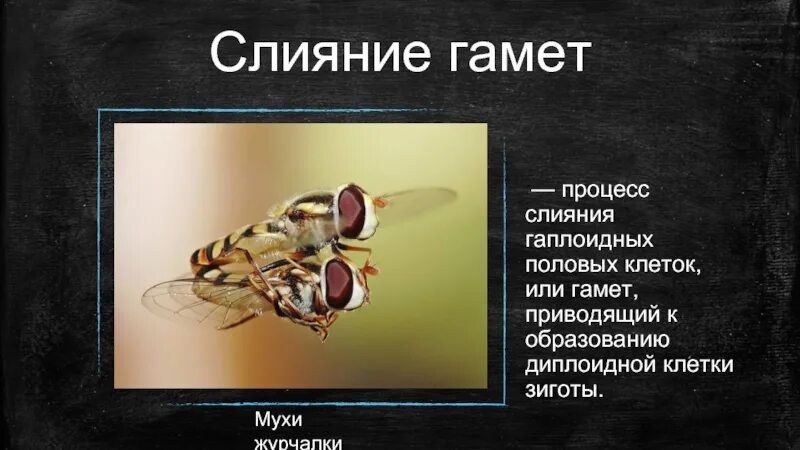 Процесс слияния ядер гамет. Слияние гамет. слияние гаплоидных гамет и образование диплоидной зиготы.