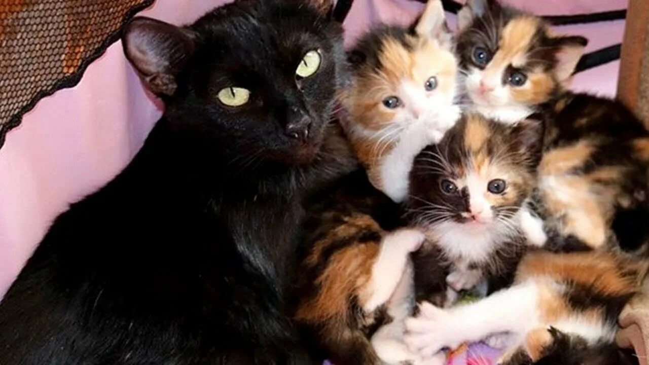 У черной кошки родился трехцветный котенок