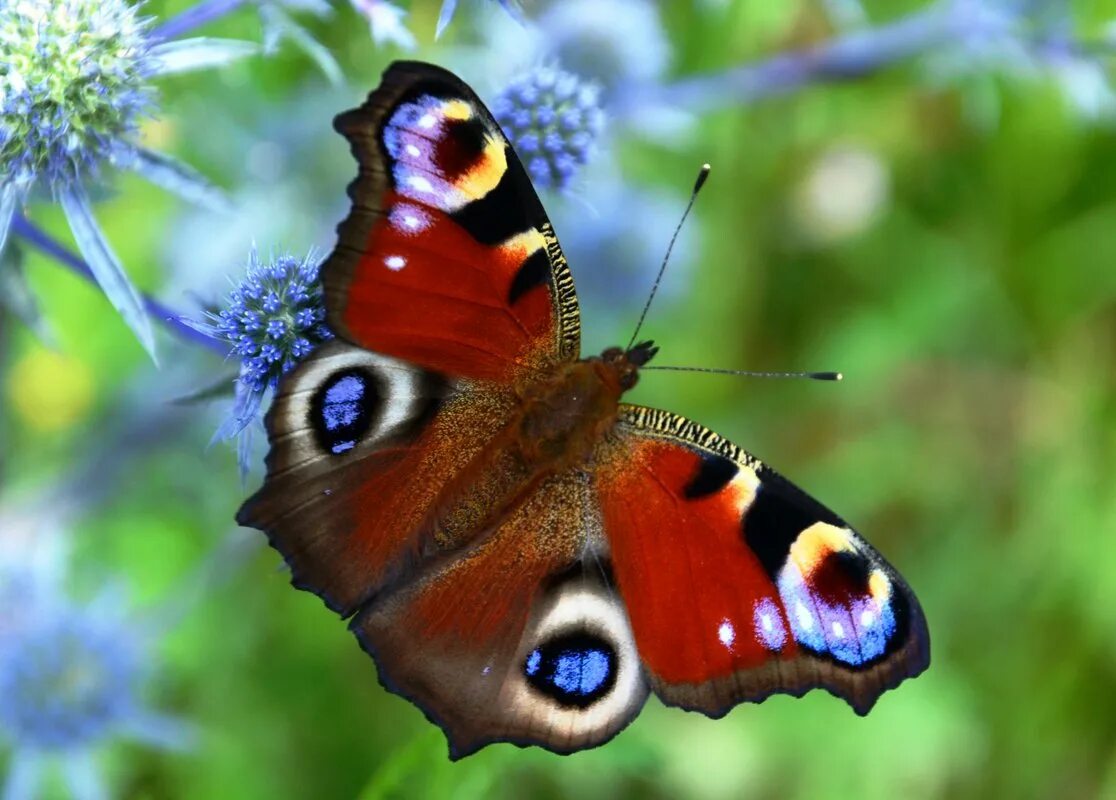 Бабочки фото окружающий мир 1 класс. Павлиний глаз (бабочка). Дневной павлиний глаз бабочка. Павлиний глаз Нимфалиды. Бабочка Адмирал павлиний павлиний глаз.