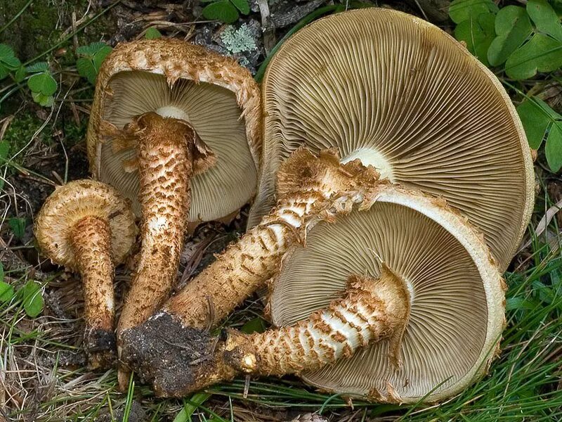 molbiol.ru - Чешуйчатка обыкновенная, или ворсистая (Pholiota squarrosa, Stropha