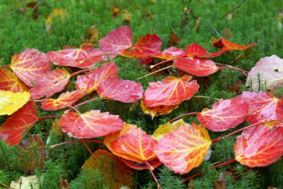 Листья осины осенью. Опавшие листья осины. Осенний осиновый лист. Осина осенью. Осинка листья осенью
