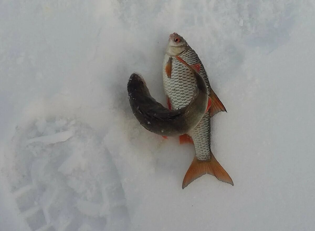 Мормышка на плотву зимой. Мормышка на плотву зимой