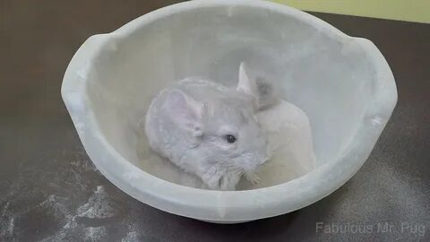 Шиншилла вода