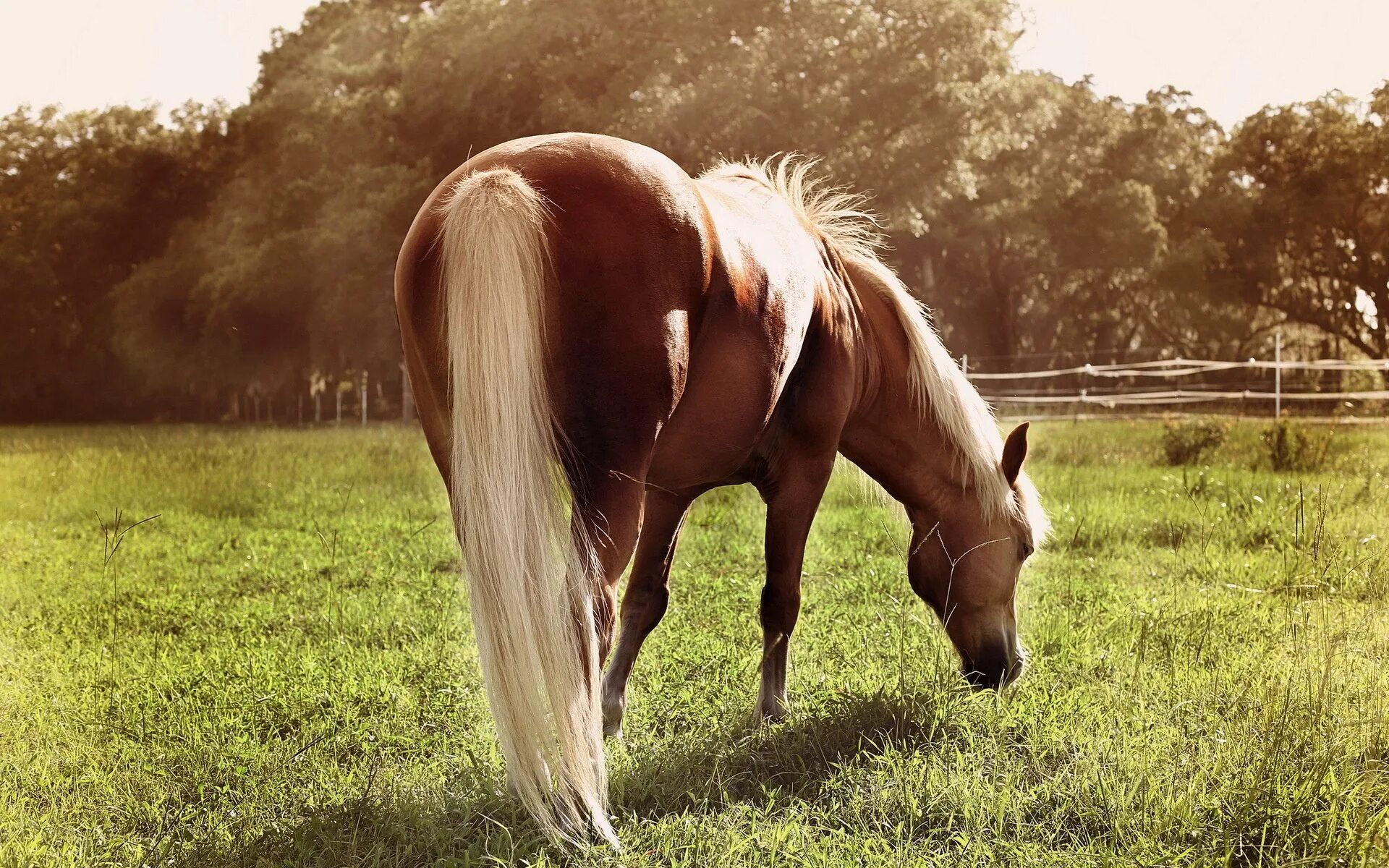 Женщина на лошади сзади. Лошадь со спины. Мужчина на лошади. Лошадь бежит. Блондинка на лошади.