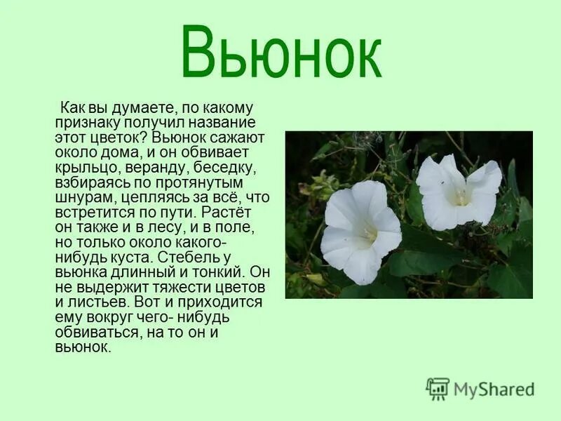 слова вьюн разделительный мягкий знак. вьюн как пишется. семейство вьюнковые характеристика. въюнок или вьюнок. вьюнок полевой описание цветка.