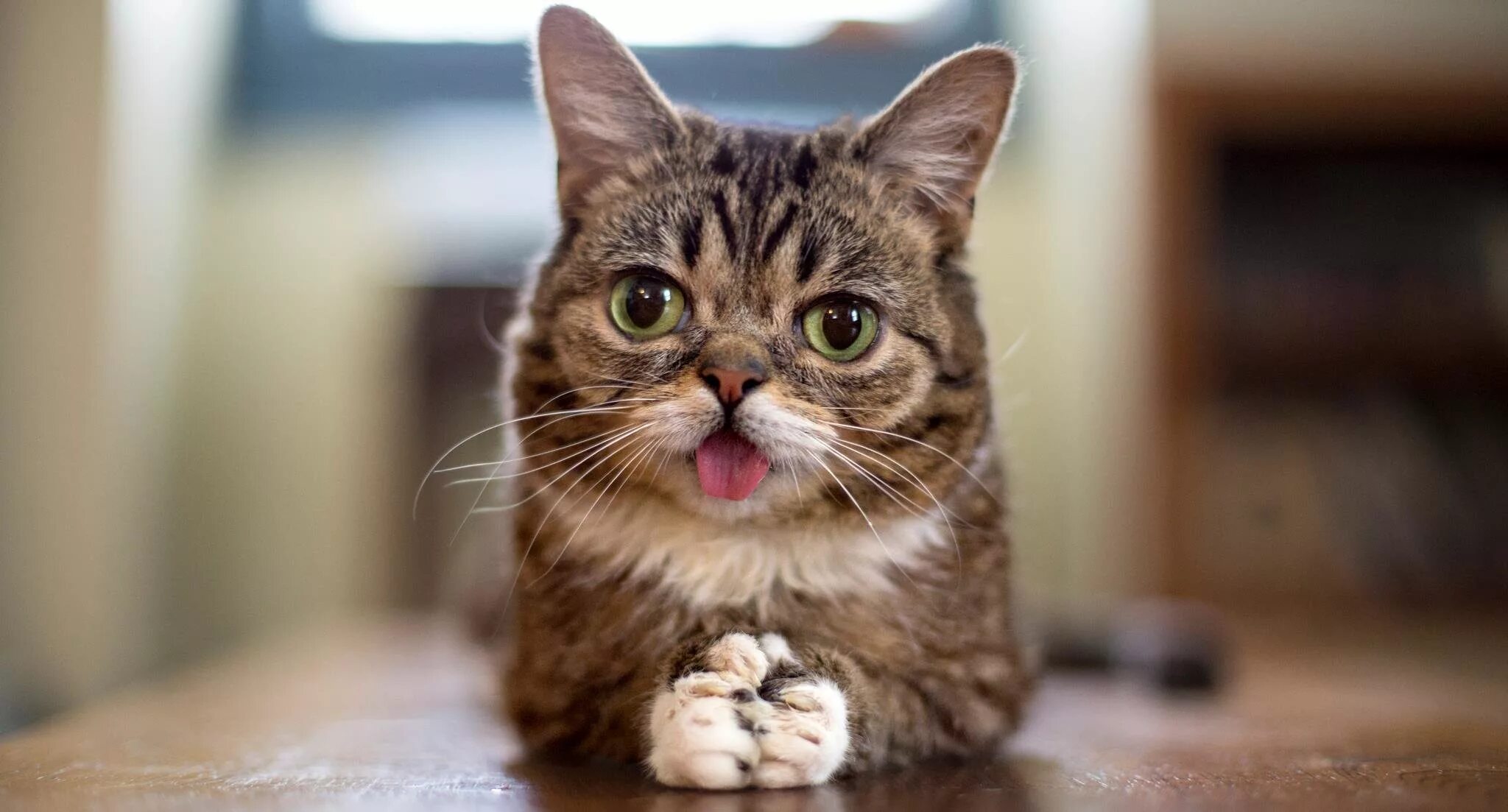 Смешной кот. Необычные окраски кошек. Смешной кот. Смешной кот. Видео самые кошки.