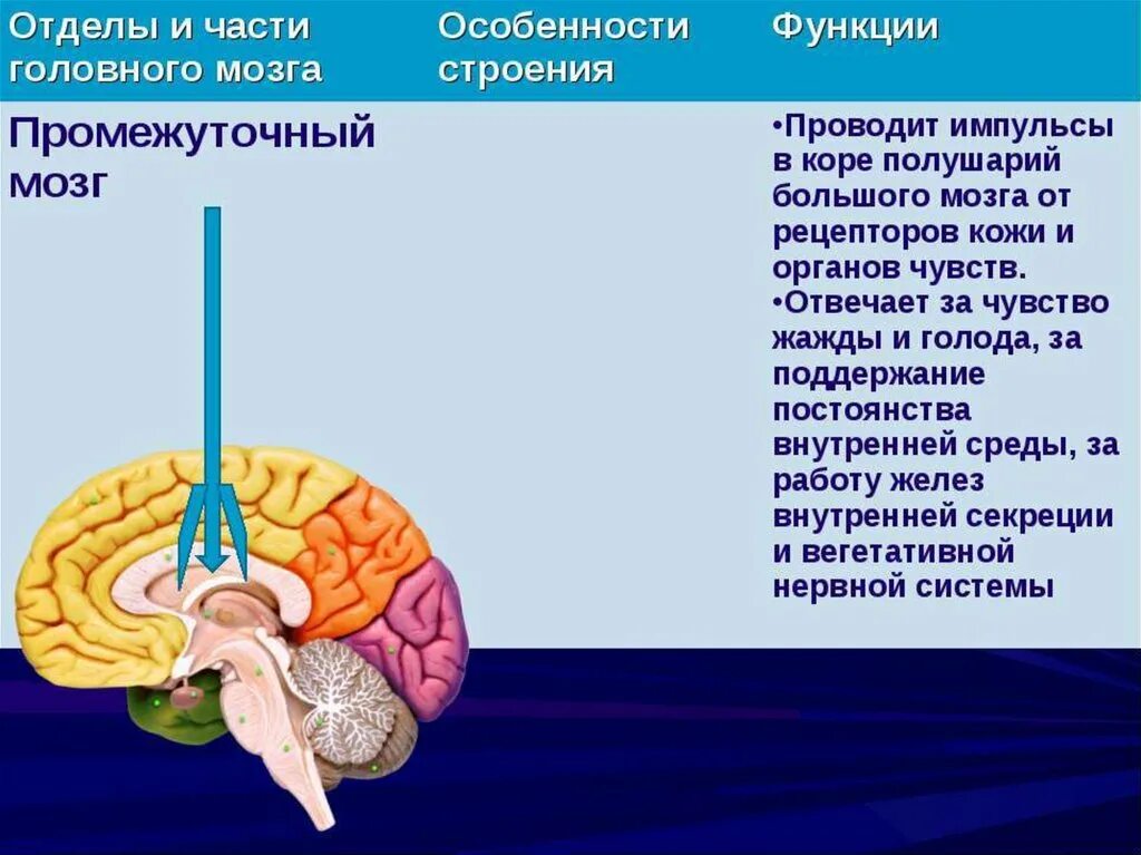 Промежуточный строение и функции. Промежуточный отдел головного мозга функции. Структуры отделов и функции промежуточного мозга. Промежуточный мозг строение и функции кратко. Промежуточный мозг, расположение, отделы, функции.