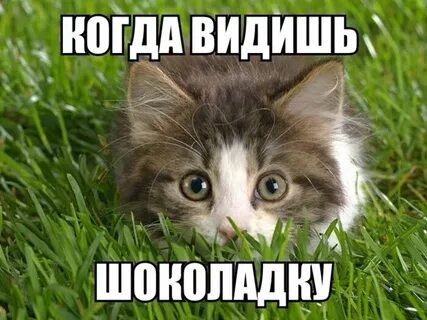Мемы 2015