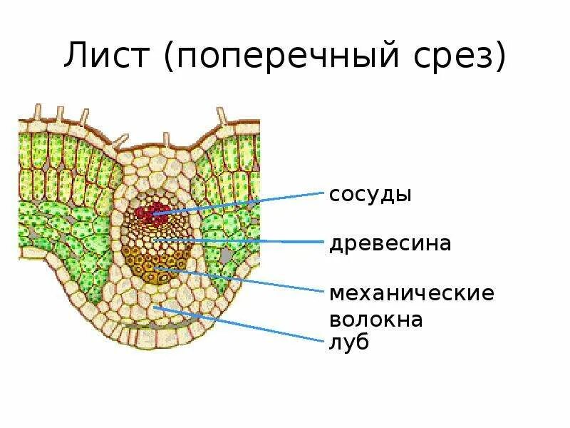 Поперечный срез листа традесканции. Поперечный срез листа однодольного. Поперечный срез листа олеандра. Поперечный срез листа покрытосеменного растения.