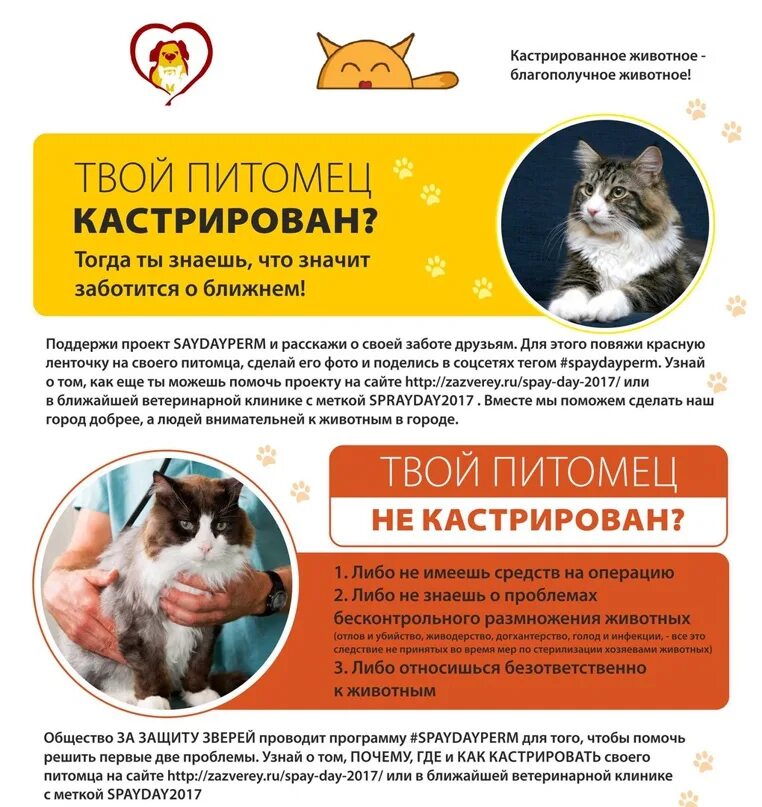 Зачем стерилизовать кошку. Кастрация и стерилизация кошек и собак. Нужно стерилизовать. Стерилизация бездомных животных. Нужно стерилизовать.