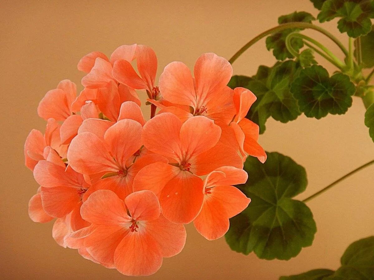 Rod Solbacka пеларгония. Пеларгония Orange Richard. Röd Solbacka пеларгония. Пеларгония (Pelargonium). Цвета герани комнатной