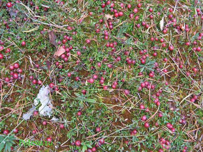 Клюква вакциниум красноплодный. Найди клюкву. Растение клюква болотная. Клюква болотная. Клюква болотная.