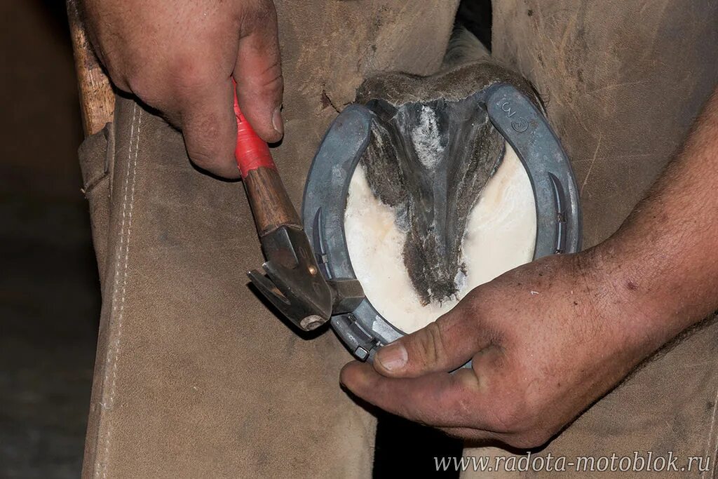 Кузнец подковал. Кузнец подковал. Кузнец подковал. Подкованное копыто. Подкованная лошадь.