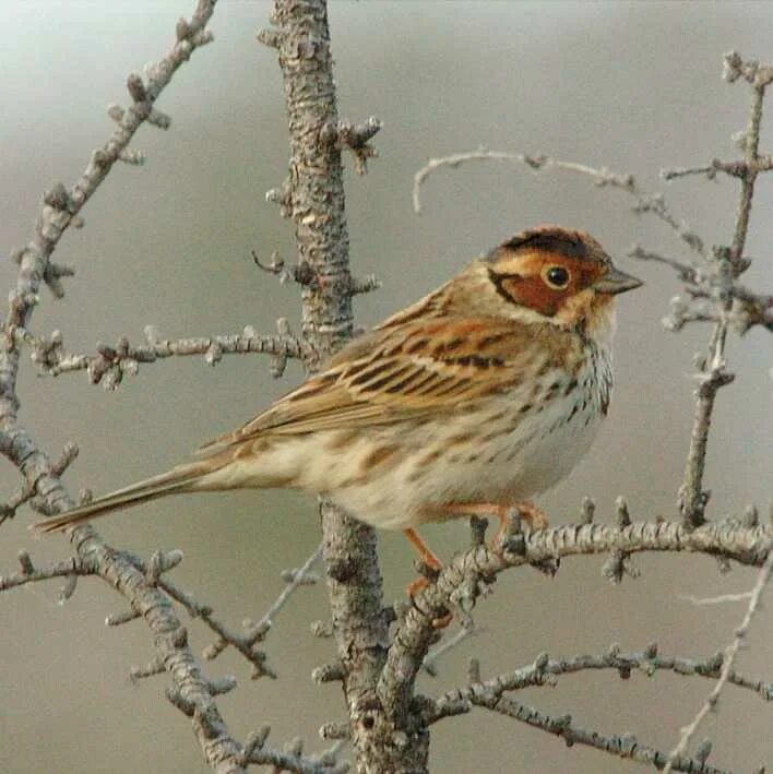 овсянка крошка птица фото. овсянка крошка самец самка. птичка овсянка крошка. овсянка крошка самец самка. птицы урала овсянка крошка.