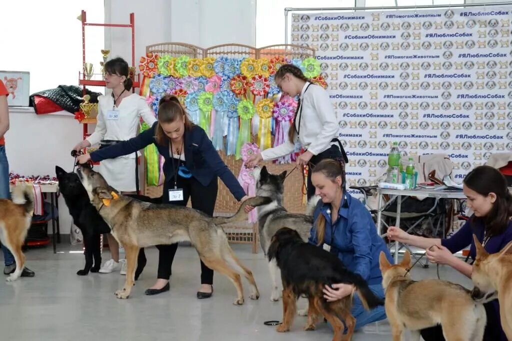 Собаки приморья выставки. Выставка собак владивосток. выставка беспородных. собаки приморья выставки 2025 владивосток.