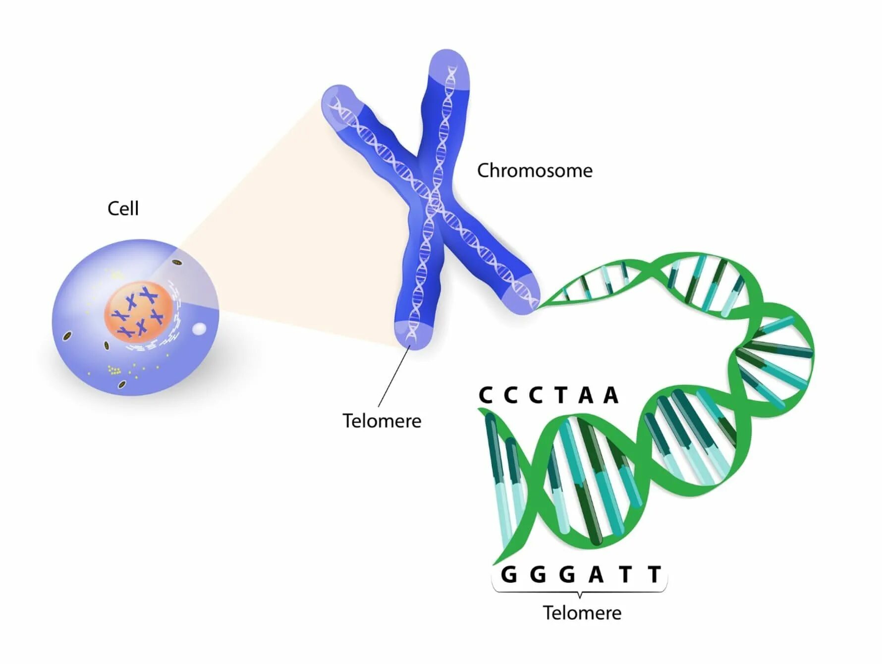 Gene effect
