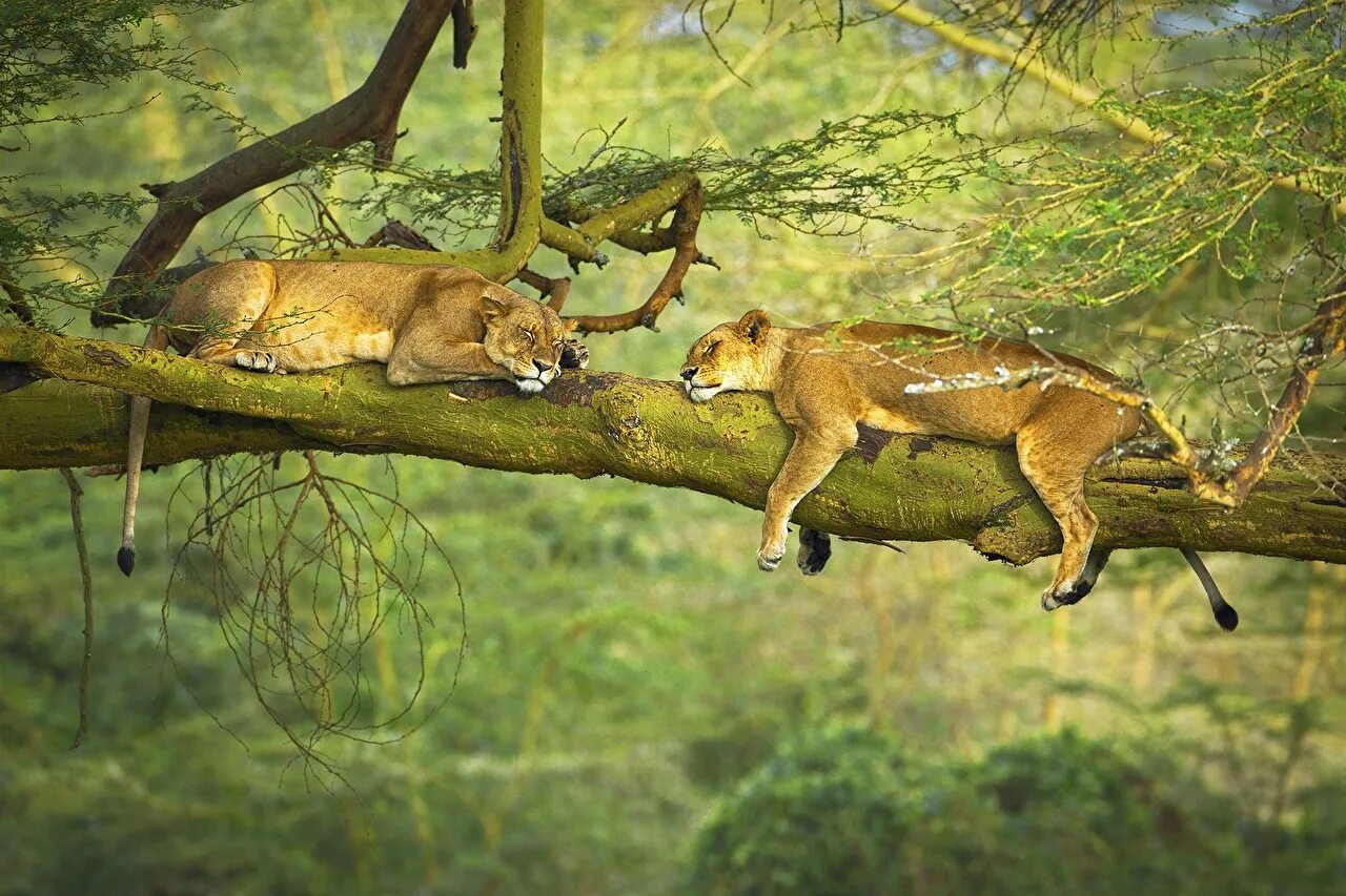 Движение первых дикая природа. Дикая природа. Природа и животные. Животные в естественной среде обитания. Пума отдыхает на дереве.