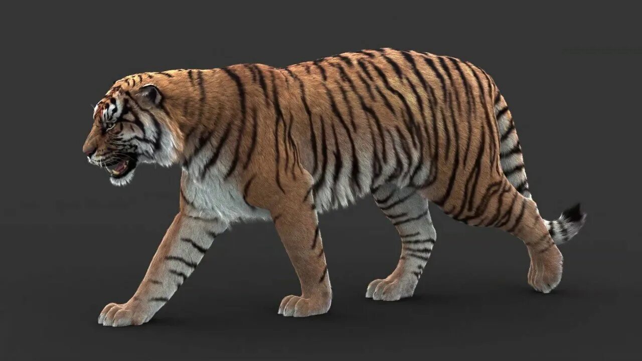 Тигр 3. Тигр 3. Тигр 3d model. Тигр 3д модель. Тигр 3в скан.