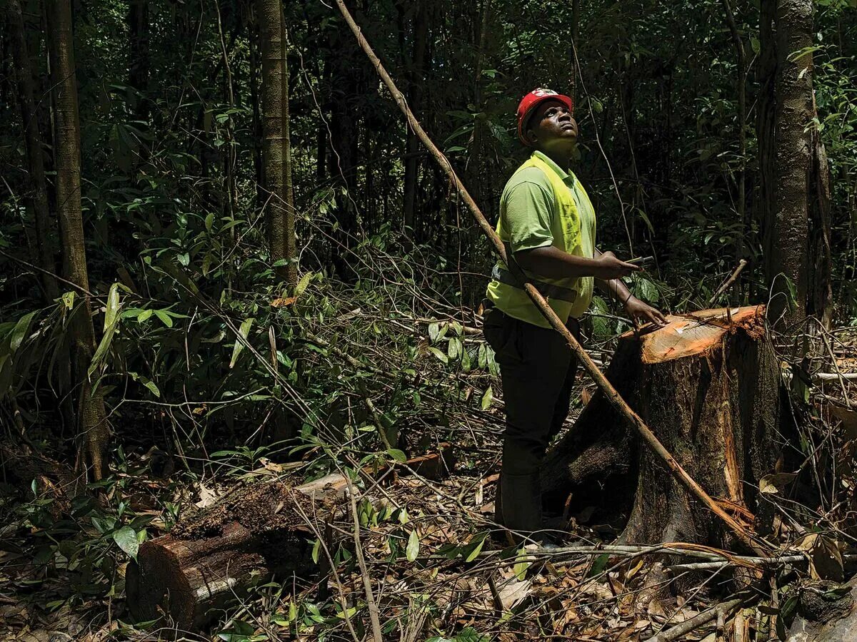Гайана хозяйство. Экологические проблемы Гайаны. Гайана Лесное хозяйство картинки. Rainforests Cut down photo. Cut them down